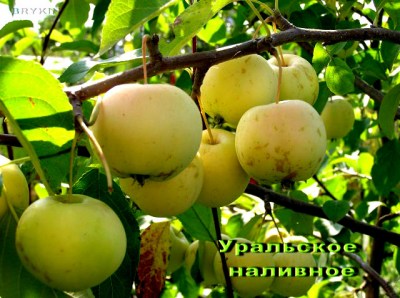 уральское наливное4